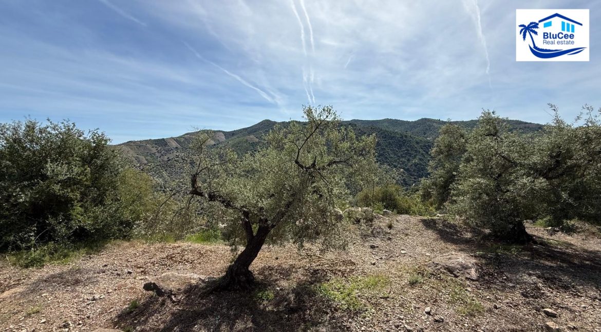 Country Villa For Sale in Comares with BluCee Real Estate (30)